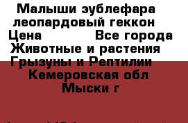 Малыши эублефара ( леопардовый геккон) › Цена ­ 1 500 - Все города Животные и растения » Грызуны и Рептилии   . Кемеровская обл.,Мыски г.